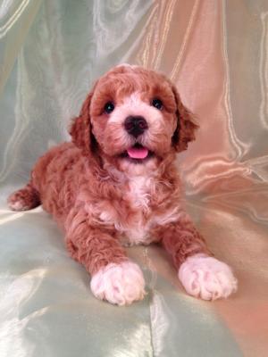 Male Red Cockapoo Puppy for sale in Iowa DOB 6-14-14 Short drive for Buyers located in Wisconsin, Minnesota, and Illinois. Puppies are located in North Central Iowa. Joice Iowa 50446